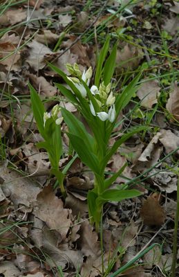 Cephalanthera longifolia.2.jpg