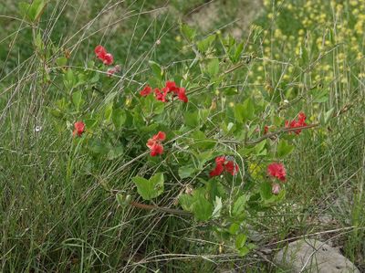 Lathyrus rotundifolius ssp. miniatus