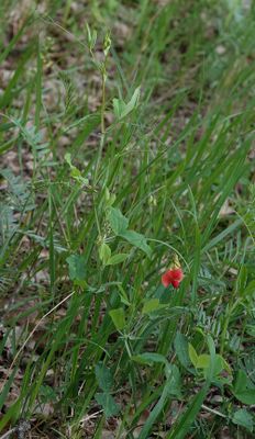 Lathyrus sp. 3.jpg