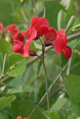 Lathyrus sp. Close-up.2.jpg