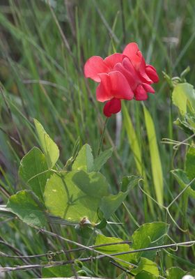 Lathyrus sp. Close-up.jpg