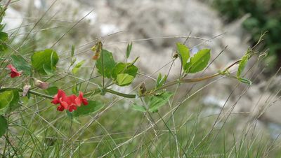 Lathyrus sp.jpg