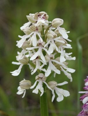 Orchis purpurea subsp. caucasica. White form. Closer.jpg