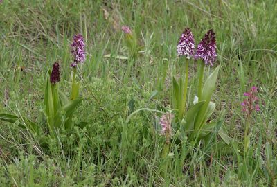 Orchis purpurea subsp. caucasica.4.jpg