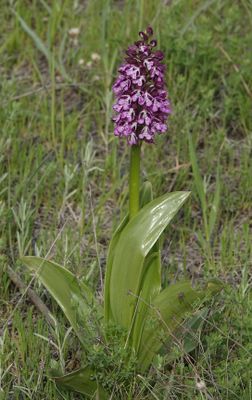 Orchis purpurea subsp. caucasica.6.jpg