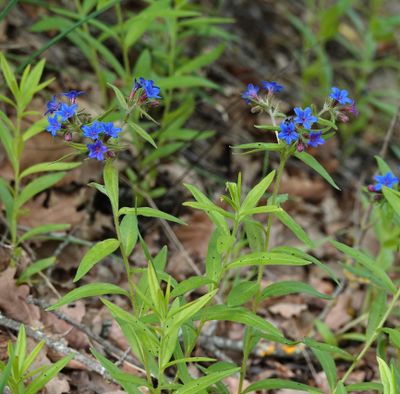 Aegonychon purpurocaeruleum.1.jpg