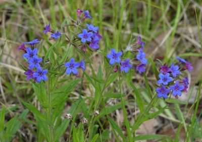 Aegonychon purpurocaeruleum.4.jpg