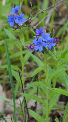 Aegonychon purpurocaeruleum.5.jpg