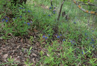 Aegonychon purpurocaeruleum.jpg