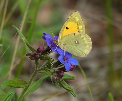 Colias crocea.jpg