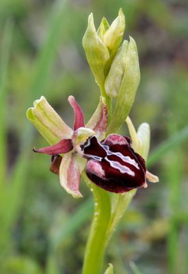 Ophrys sphegodes subsp. taurica. Closer.jpg