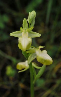 Ophrys sphegodes subsp. taurica. Hypochrome. Closer.2.jpg