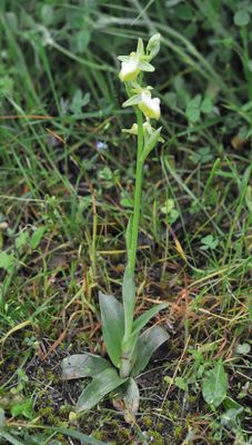 Ophrys sphegodes subsp. taurica
