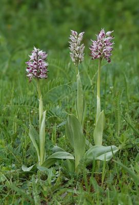 Orchis simia.jpg