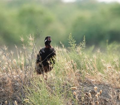 Francolinus francolinus.3.jpg