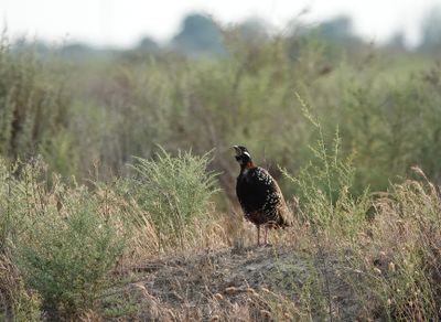 Francolinus francolinus.7.jpg