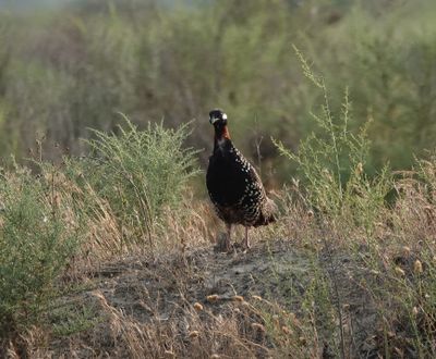 Francolinus francolinus.8.jpg