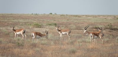 Gazella subgutturosa.jpg