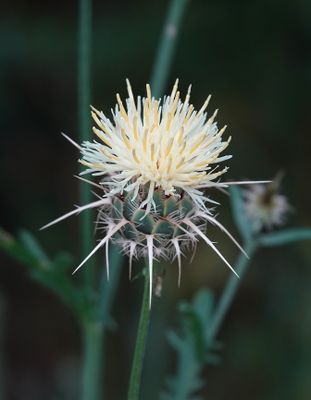Centaurea reflexa. Closer.2.jpg