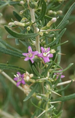 Lycium ruthenicum. Closer.jpg