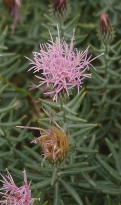 Centaurea sp. Closer 1..jpg
