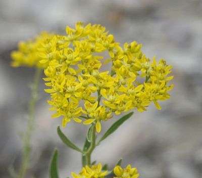 Haplophyllum villosum. Closer.5.jpg