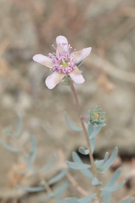 Reaumuria alternifolia. Closer.jpg