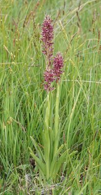 Anacamptis coriophora.2.jpg