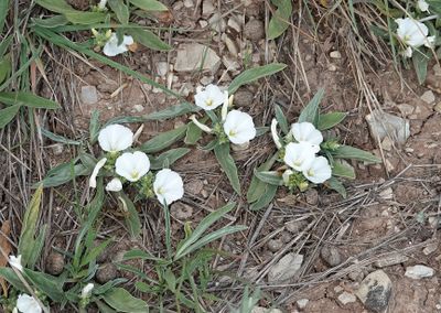 Convolvulus lineatus.jpg
