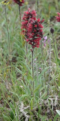 Echium russicum.3.jpg