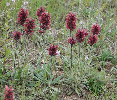 Echium russicum.4.jpg