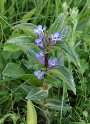 Gentiana cruciata. Closer.1.jpg