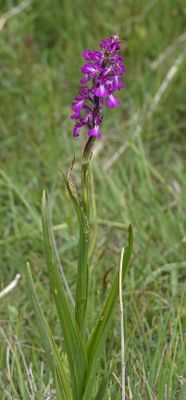 Orchis palustris. Closer.jpg