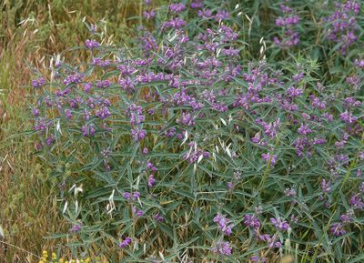 Phlomis herba-venti.3.jpg