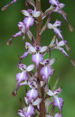 Himantoglossum formosum. Close-up.jpg
