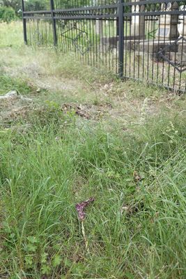 Himantoglossum formosum. Broken.jpg