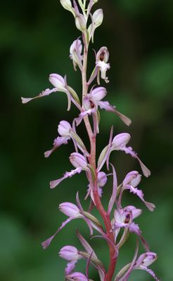 Himantoglossum formosum. Closer.7.jpg