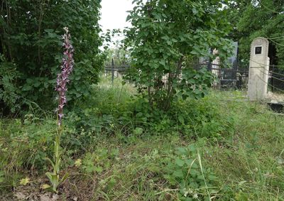 Himantoglossum formosum. on graveyard.jpg