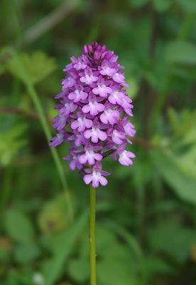 Anacamptis pyramidalis. Closer.jpg