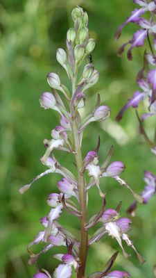 Himantoglossum formosum. Closer.3.jpg