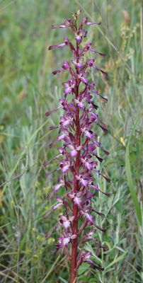 Himantoglossum formosum. Closer.6.jpg