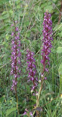 Himantoglossum formosum. Closer.9.jpg