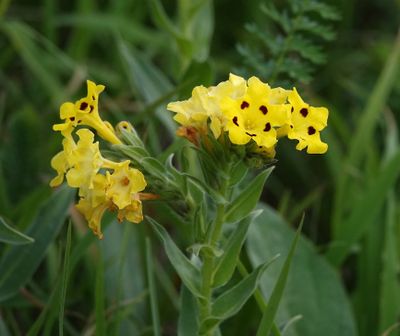 Huynhia pulchra. Closer.jpg