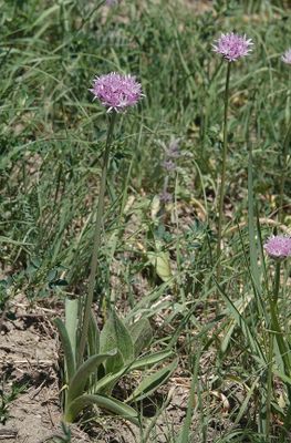 Allium sp. 5.jpg