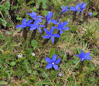 Gentiana verna ssp. pontica and Gentiana sp.jpg
