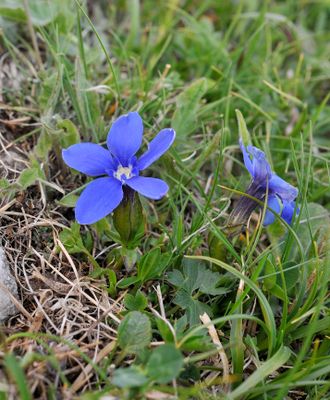 Gentiana verna ssp. pontica.jpg
