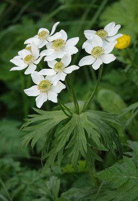 Anemonastrum fasciculatum. Close.3.jpg