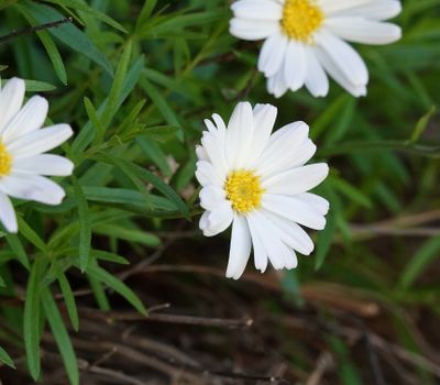 Asteraceae. Close-up.jpg