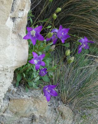 Campanula saxifraga.3.jpg