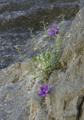 Campanula saxifraga.jpg